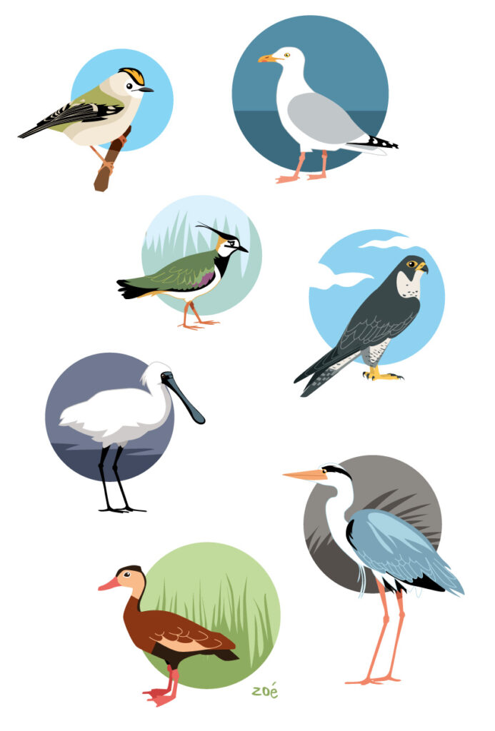 illustration animaux oiseaux