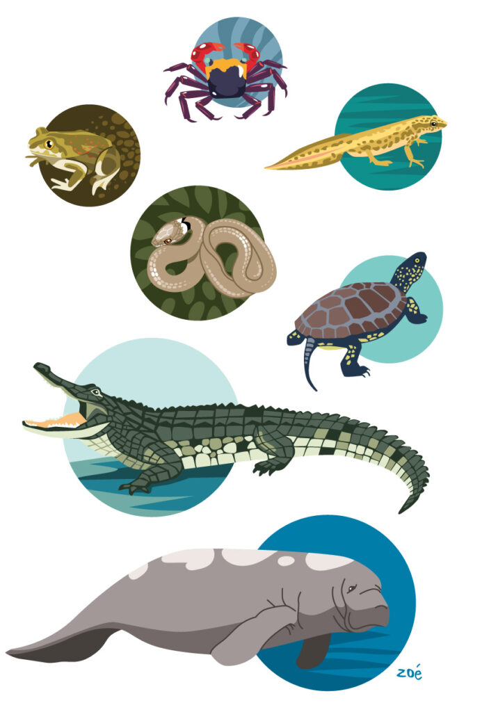 illustration animaux reptiles