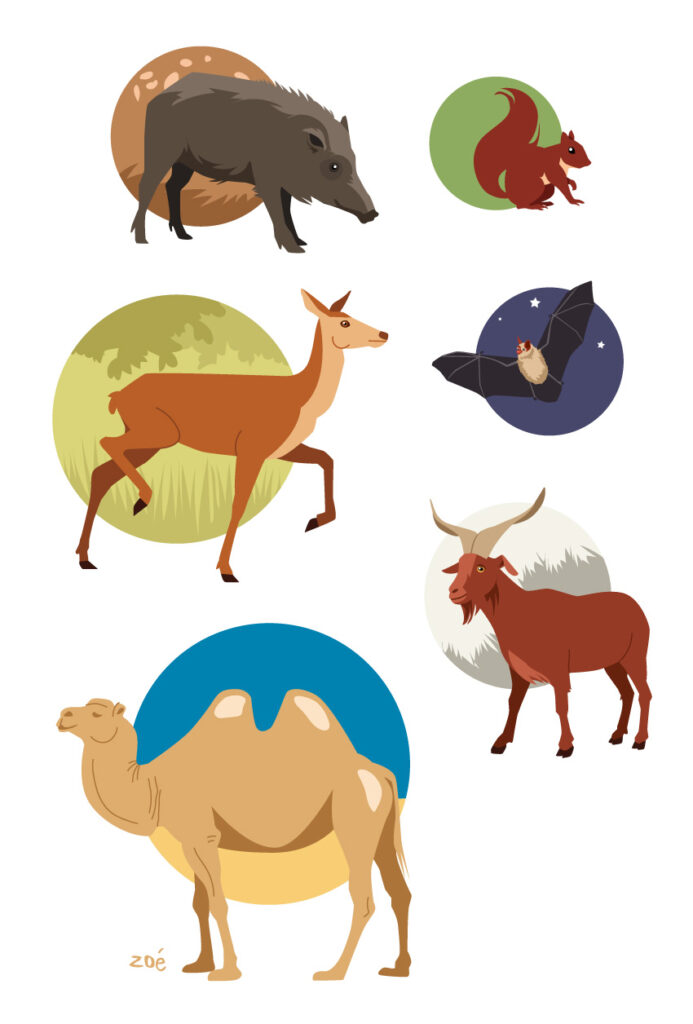 illustration animaux mammifères