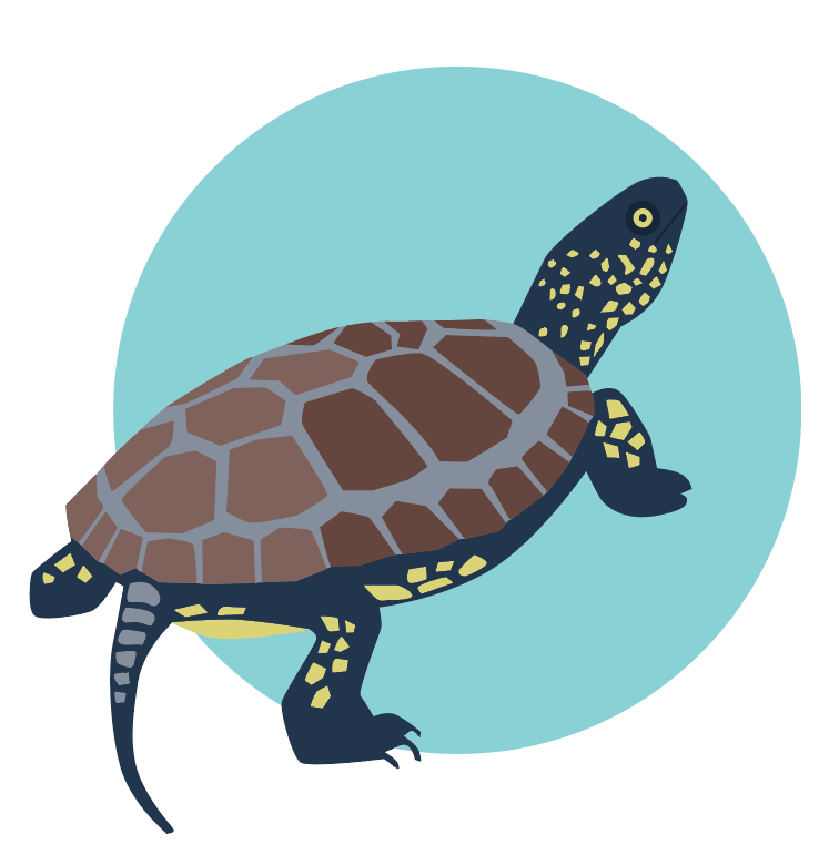 illustration tortue