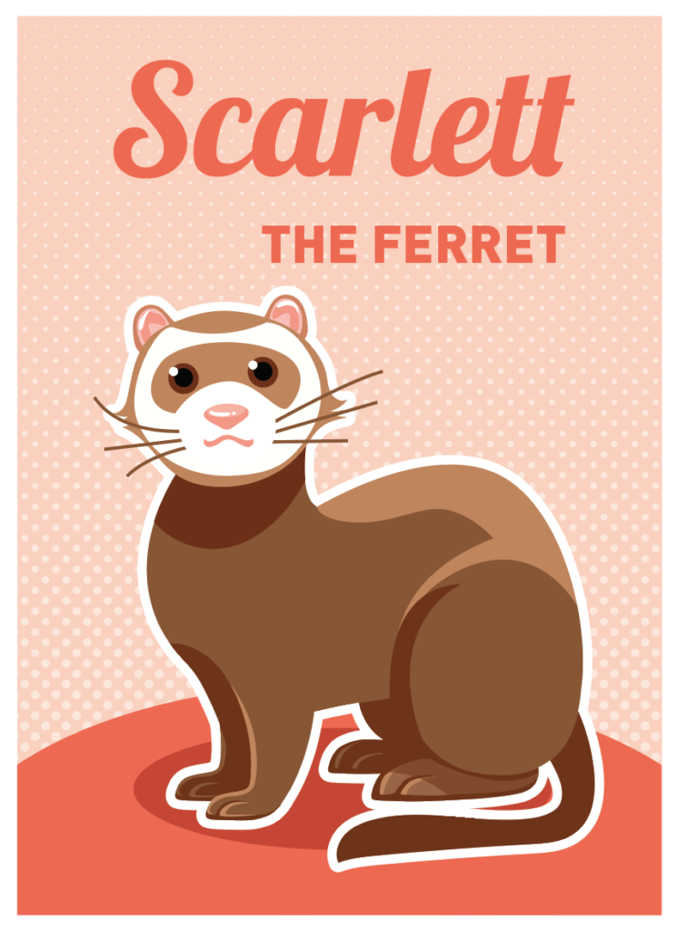 illustration furet