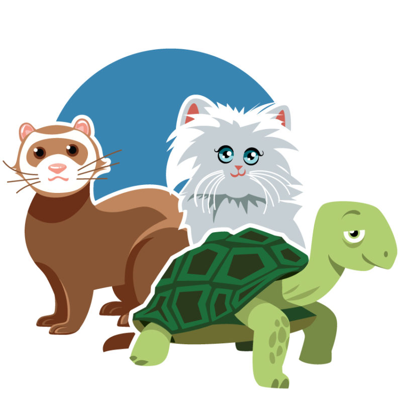 illustration chat belette tortue